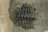 Enrolled Spiny Drotops Armatus Trilobite - Morocco #355818-4
